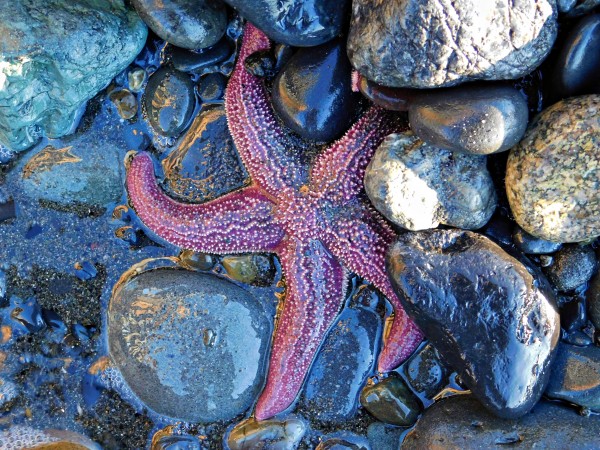 Low Tide Starfish by 151 West